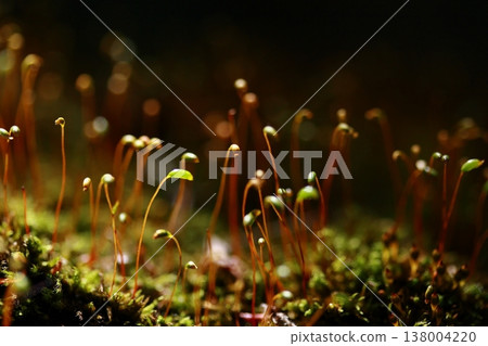 Macro photography of cute moss Macro photography of cute moss 138004220