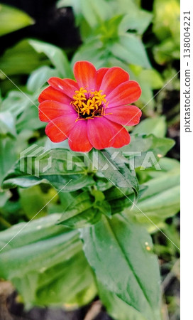 Red zinnia flower. Background, screensaver, wallpaper Red zinnia flower. Background, screensaver, wallpaper 138004221