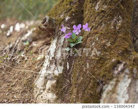 Violets blooming between the trunks 138004347