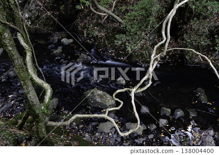 A landscape of a mountain stream and the patterns on kudzu vines in early autumn - 3 A landscape of a mountain stream and the patterns on kudzu vines in early autumn - 3 138004400