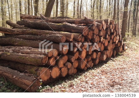 firewood in the forest firewood in the forest 138004539