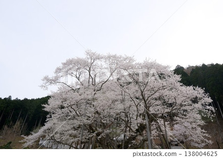 岐阜縣本棲市 - 新谷薄住櫻花樹 1 - 2025 年 4 月 138004625
