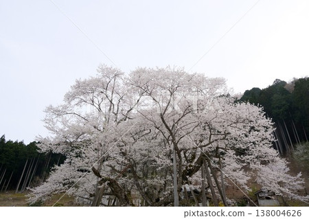 岐阜縣本棲市 - 新谷薄住櫻花樹 2 - 2025 年 4 月 138004626