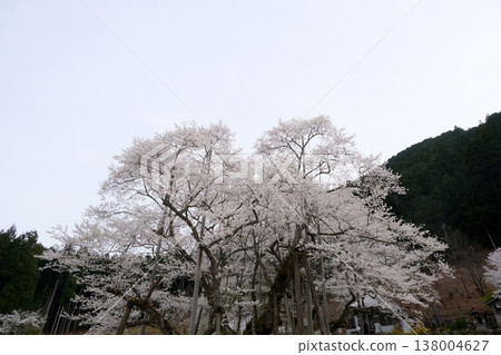 岐阜縣本棲市 - 新谷薄住櫻花樹 3 - 2025 年 4 月 138004627