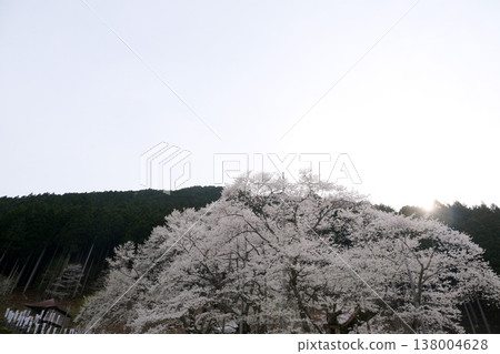 岐阜縣本棲市 - 新谷薄住櫻花 4 號 - 2025 年 4 月 岐阜縣本棲市 - 新谷薄住櫻花 4 號 - 2025 年 4 月 138004628
