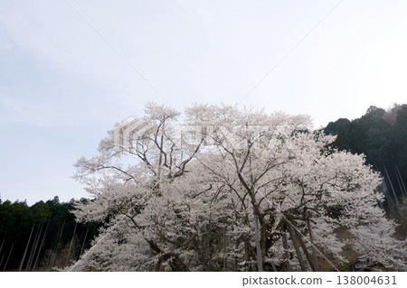 岐阜縣本棲市 - 新谷薄住櫻花樹 7 - 2025 年 4 月 138004631