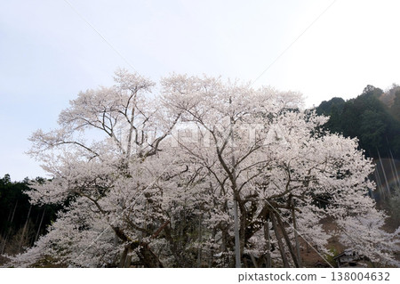 岐阜縣本棲市 - 新谷薄住櫻花 8 號 - 2025 年 4 月 岐阜縣本棲市 - 新谷薄住櫻花 8 號 - 2025 年 4 月 138004632