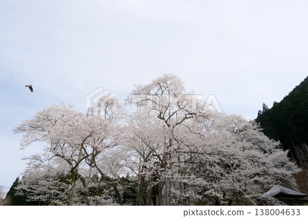 岐阜縣本棲市 - 新谷薄住櫻花樹 9 - 2025 年 4 月 岐阜縣本棲市 - 新谷薄住櫻花樹 9 - 2025 年 4 月 138004633