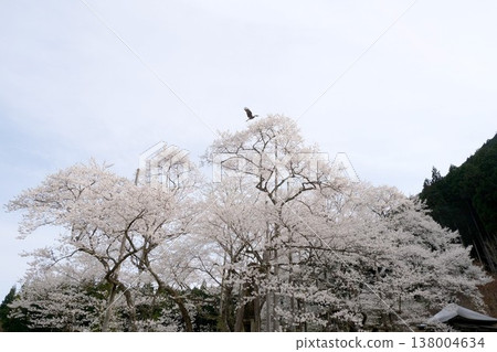 岐阜縣本棲市 - 新谷薄住櫻花樹 10 - 2025 年 4 月 138004634