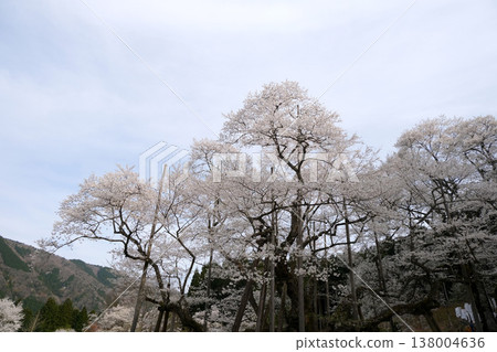 岐阜縣本棲市 - 新谷薄住櫻花樹 12 - 2025 年 4 月 138004636