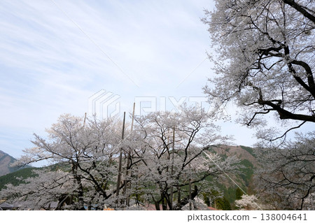 岐阜縣本棲市 - 新谷薄住櫻花樹 17 - 2025 年 4 月 138004641