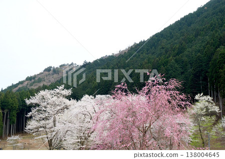 岐阜縣本棲市 - 薄住公園 4 - 2025 年 4 月 岐阜縣本棲市 - 薄住公園 4 - 2025 年 4 月 138004645