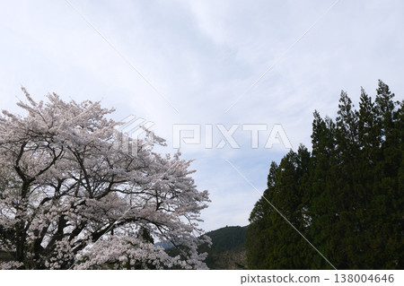 Gifu Prefecture, Motosu City - Usuzumi Park 1 - April 2025 Gifu Prefecture, Motosu City - Usuzumi Park 1 - April 2025 138004646