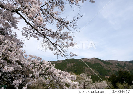 岐阜縣本棲市 - 薄住公園 2 - 2025 年 4 月 138004647