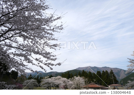 Gifu Prefecture, Motosu City, Usuzumi Park 3, April 2025 138004648