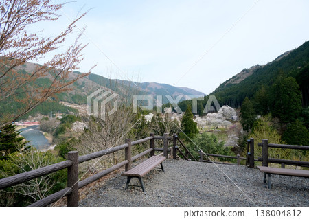 岐阜縣本棲市 - 新谷臼泉櫻花展望台4號 - 2025年4月 138004812