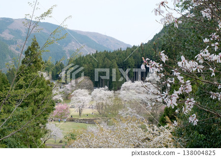 2025年4月，從岐阜縣本棲市新谷臼泉櫻花展望台眺望的景色 138004825