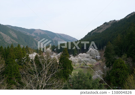 從岐阜縣本棲市新谷臼泉櫻花展望台看到的景色（10） - 2025年4月 138004826