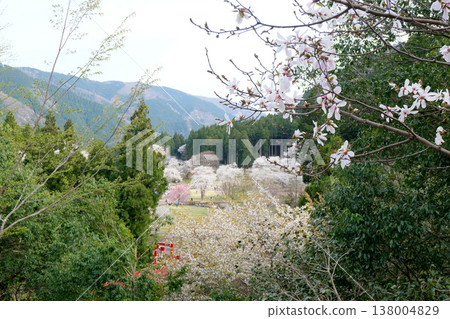 從岐阜縣本棲市新谷臼泉櫻花展望台看到的景色(14) - 2025年4月 從岐阜縣本棲市新谷臼泉櫻花展望台看到的景色(14) - 2025年4月 138004829