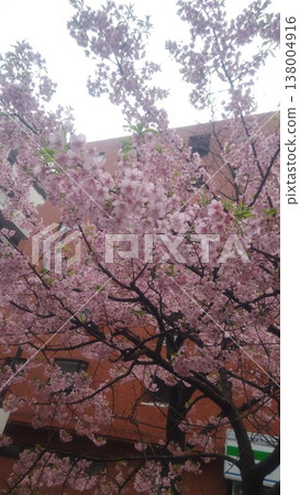 I look up at the cherry tree 138004916
