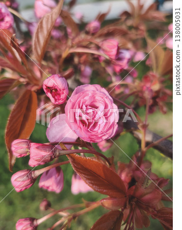 Blooming pink cherry blossom with bronze leaves Blooming pink cherry blossom with bronze leaves 138005031