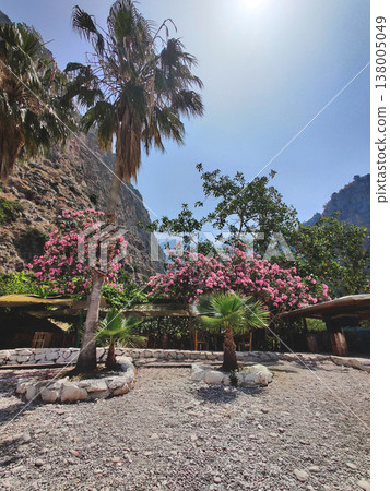Pink oleander and palm trees on the pebble beach of Butterfly Valley Turkey Pink oleander and palm trees on the pebble beach of Butterfly Valley Turkey 138005049