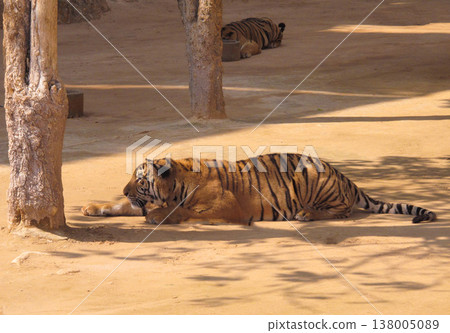 a beautiful big tiger is resting and walking around the zoo 138005089