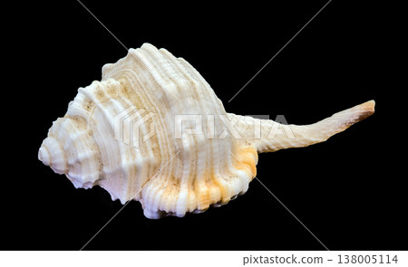 Spindle tibia seashell isolated on black background Spindle tibia seashell isolated on black background 138005114