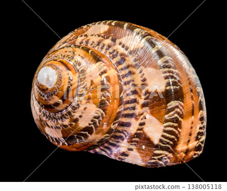 Macro photography of a Tonna sulcosa seashell isolated on a black background 138005118