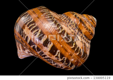 Macro photography of a Tonna sulcosa seashell isolated on a black background 138005119