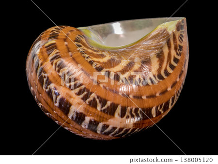 Macro photography of a Tonna sulcosa seashell isolated on a black background 138005120