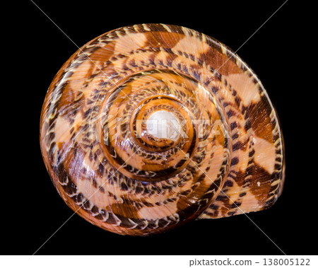 Macro photography of a Tonna sulcosa seashell isolated on a black background Macro photography of a Tonna sulcosa seashell isolated on a black background 138005122