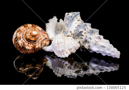 Composition of seashells with reflection on black background Composition of seashells with reflection on black background 138005125