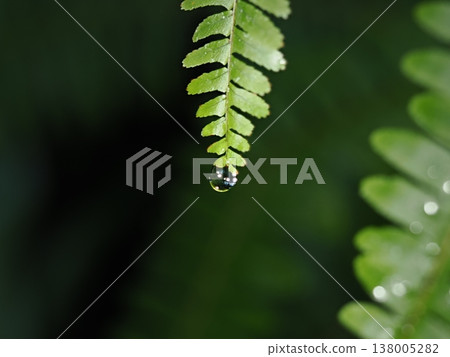 在山口縣某植物園拍攝的蕨類植物葉尖上的大水滴。 在山口縣某植物園拍攝的蕨類植物葉尖上的大水滴。 138005282