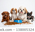 Four dogs lined up in front of the dog food 138005324