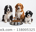 Three dogs lined up in front of a dog food bowl. 138005325