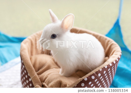 A small white rabbit sits on a soft pillow, authentic photograph, not AI-generated A small white rabbit sits on a soft pillow, authentic photograph, not AI-generated 138005334