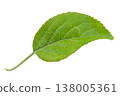 Apple leaf isolated on a white background, design element, authentic photograph, not AI-generated. 138005361