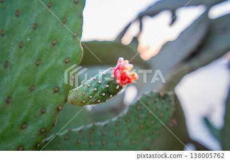 Blooming Prickly Pear Cactus in Hurghada Egypt Blooming Prickly Pear Cactus in Hurghada Egypt 138005762