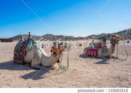 Two Camels Resting in a Bedouin Village in Hurghada, Egypt Two Camels Resting in a Bedouin Village in Hurghada, Egypt 138005818