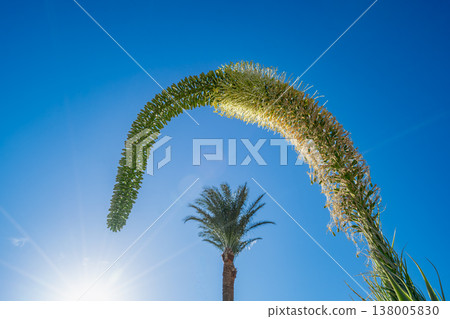 Blooming Agave and Palm Tree in Hurghada Egypt Blooming Agave and Palm Tree in Hurghada Egypt 138005830