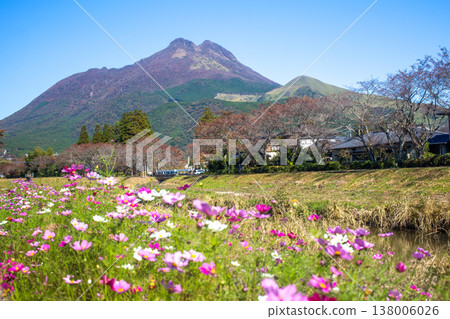 Autumn in Yufuin: Cosmos and Mount Yufu 138006026