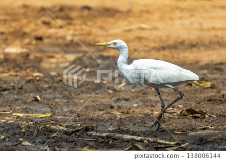 Graceful white feathered bird with a yellow beak strides across a textured, natural brown and muddy terrain under sunlight. Udawalawe National Park in Sri Lanka, Asia. Graceful white feathered bird with a yellow beak strides across a textured, natural brown and muddy terrain under sunlight. Udawalawe National Park in Sri Lanka, Asia. 138006144