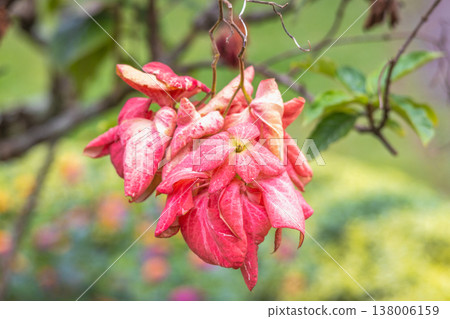 Peradeniya, Royal Botanic Gardens near of Kandy town in Sri Lanka. Vibrant pink tropical plant with unique leaves and delicate blossoms, showcasing natural beauty amidst a lush green garden setting Peradeniya, Royal Botanic Gardens near of Kandy town in Sri Lanka. Vibrant pink tropical plant with unique leaves and delicate blossoms, showcasing natural beauty amidst a lush green garden setting 138006159