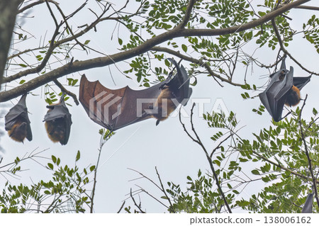 Peradeniya, Royal Botanic Gardens near of Kandy town in Sri Lanka. Gathering of Fruit Bats Hang Upside Down in Tree Canopy Against Overcast Sky, Demonstrating Natural Behavior and Wildlife Habitat Peradeniya, Royal Botanic Gardens near of Kandy town in Sri Lanka. Gathering of Fruit Bats Hang Upside Down in Tree Canopy Against Overcast Sky, Demonstrating Natural Behavior and Wildlife Habitat 138006162