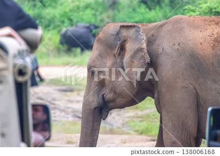 Close-Up of an Asian Elephant in its Natural Habitat During a Safari Wildlife Tour, with a Vehicle Nearby. Hurulu Eco Park Safari in Sri Lanka. Close-Up of an Asian Elephant in its Natural Habitat During a Safari Wildlife Tour, with a Vehicle Nearby. Hurulu Eco Park Safari in Sri Lanka. 138006168