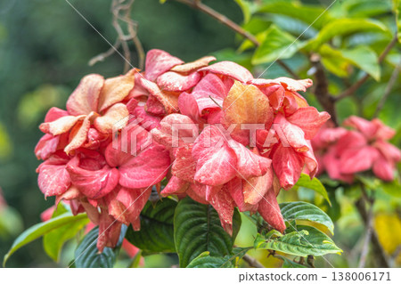 Peradeniya, Royal Botanic Gardens near of Kandy town in Sri Lanka. Vibrant cluster of tropical blossoms in hues of pink and orange, nestled within lush green foliage, basking in natural light outdoors 138006171