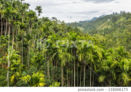 Lush Tropical Palm Forest with Verdant Hills and Cloudy Sky, a Beautiful Natural Landscape View. Mountain landscape near Ella town in Sri Lanka island in Asia. 138006173