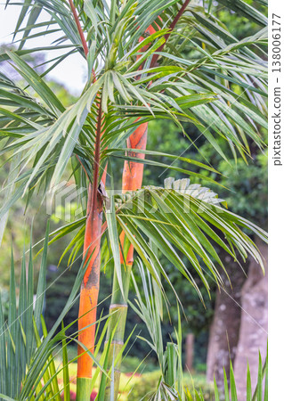 Peradeniya, Royal Botanic Gardens near of Kandy town in Sri Lanka. Vibrant Tropical Palm Tree Stems and Green Fronds in a Lush Garden Setting, Showcasing Exotic Plant Life and Growth 138006177