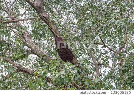 Peradeniya, Royal Botanic Gardens near of Kandy town in Sri Lanka. Natural habitat of honey-making insects: a large, active hive attaches to a sturdy tree branch amidst lush green foliage Peradeniya, Royal Botanic Gardens near of Kandy town in Sri Lanka. Natural habitat of honey-making insects: a large, active hive attaches to a sturdy tree branch amidst lush green foliage 138006180